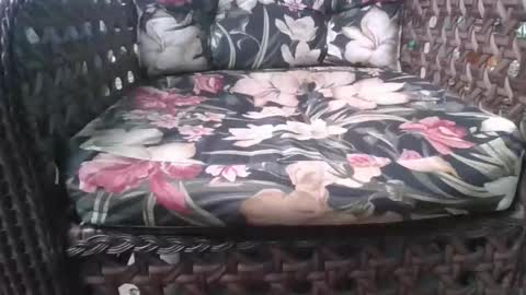 Snapshot of laylabrasil chatting on 02-15-26, 08:05 kelly online show from 02-15-26, 08:05