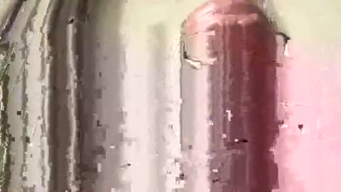 lildog361334 online show from 02-28-26, 03:46