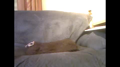 Snapshot of lion160868 chatting on 02-06-26, 09:34 lion160868 online show from 02-06-26, 09:34