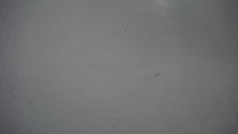 lisa_branch online show from 11-16-25, 12:33