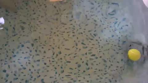 lovelyladyflaccid online show from 05-27-26, 10:29