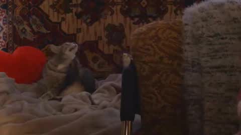 Snapshot of miss_elistia_ chatting on 02-20-26, 02:17 Elis online show from 02-20-26, 02:17