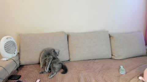 Kitty online show from 05-16-26, 03:36