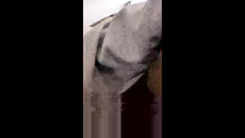 MissNiagara online show from 01-18-26, 08:23