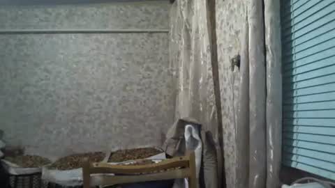 mrlike2020 online show from 12-03-25, 08:51