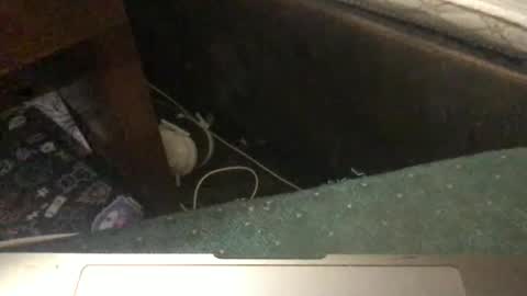 Tara Jane online show from 01-11-26, 05:29