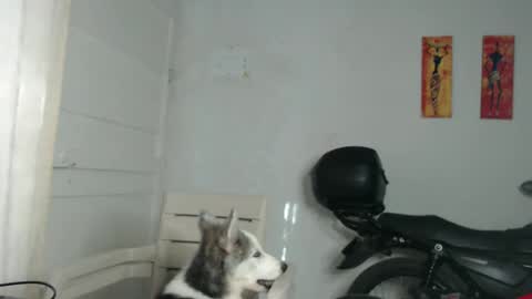 Snapshot of natzumi_mcqueen chatting on 12-31-24, 12:25 Stella Mcqueen online show from 12-31-24, 12:25