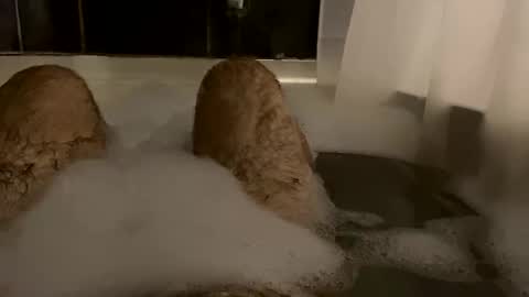 Snapshot of oldbones2 chatting on 02-24-25, 02:51 oldbones2 online show from 02-24-25, 02:51