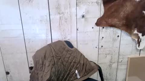 Snapshot of openmindedcowboy chatting on 10-18-25, 07:14 kinkynerd online show from 10-18-25, 07:14