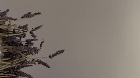 pegasus766152 online show from 02-02-26, 01:48