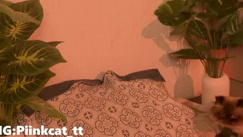 Snapshot of piinkcat chatting on 06-04-26, 07:14 Emi online show from 06-04-26, 07:14