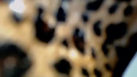 Snapshot of raze_fuckzx chatting on 02-04-26, 10:36 cindy online show from 02-04-26, 10:36