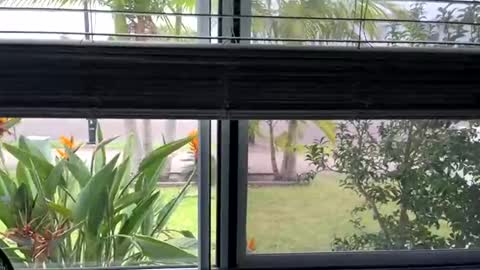 Snapshot of riskyshowoff chatting on 03-05-25, 03:29 House to myself boss me around online show from 03-05-25, 03:29