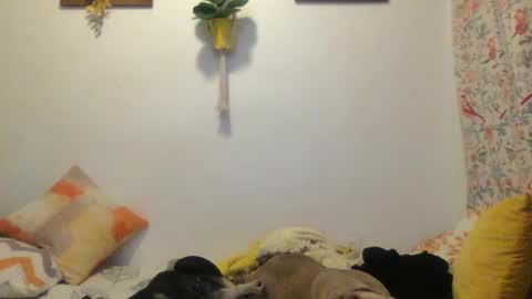 RoastingCorn online show from 03-11-25, 03:59