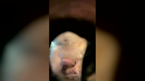 Sam online show from 04-18-26, 11:14