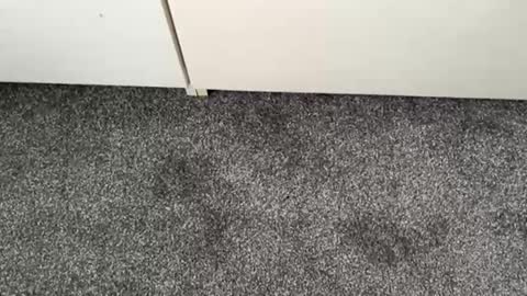 scottyc48 online show from 11-13-25, 02:49