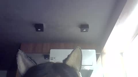 Snapshot of skinnykittencam chatting on 05-29-26, 09:29 skinnykittencam online show from 05-29-26, 09:29