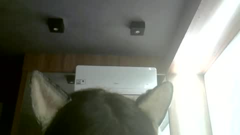 Snapshot of skinnykittencam chatting on 06-22-26, 03:25 skinnykittencam online show from 06-22-26, 03:25