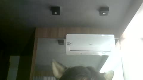Snapshot of skinnykittencam chatting on 06-24-26, 03:33 skinnykittencam online show from 06-24-26, 03:33