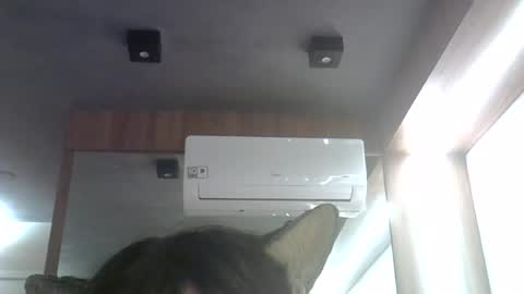 Snapshot of skinnykittencam chatting on 06-26-26, 12:59 skinnykittencam online show from 06-26-26, 12:59