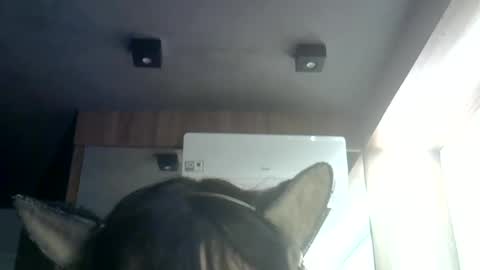 Snapshot of skinnykittencam chatting on 07-09-26, 07:34 skinnykittencam online show from 07-09-26, 07:34