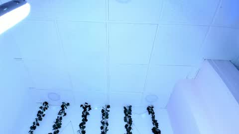 Snapshot of sophiehill_gh chatting on 01-31-25, 01:11 SOPH online show from 01-31-25, 01:11