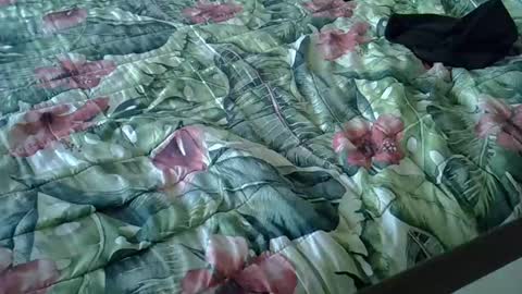 Rocco-load online show from 01-15-25, 03:39