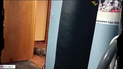 Snapshot of the_alpha_dog_xxx chatting on 03-10-25, 06:23 the_alpha_dog_xxx online show from 03-10-25, 06:23