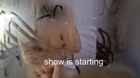 Snapshot of the_pussy_boulevard chatting on 05-23-26, 12:05 Anna online show from 05-23-26, 12:05