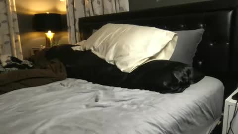 The Wild Ones online show from 11-20-25, 01:28