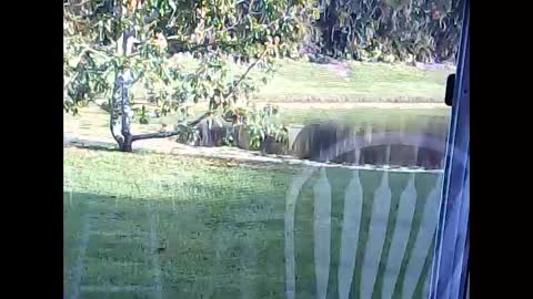 Snapshot of tonymcfly99 chatting on 02-21-25, 09:43 tonymcfly99 online show from 02-21-25, 09:43