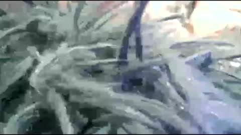 Snapshot of tooshort30w59675 chatting on 02-17-26, 05:19 tooshort30w59675 online show from 02-17-26, 05:19