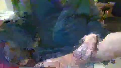 Topcat127 online show from 01-26-25, 07:10