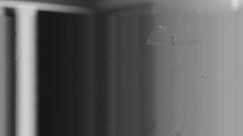 steve online show from 12-04-25, 10:57