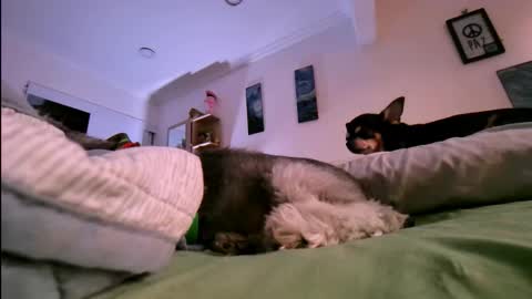 veronica online show from 01-17-26, 10:46