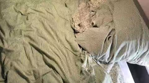 Vireia online show from 03-14-26, 05:18