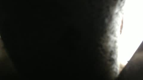 SHENIEL RODRIGUEZ online show from 02-17-26, 05:41