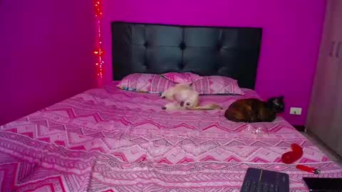 Snapshot of zara_tattoox chatting on 12-14-24, 12:33 ZARA ANYELINA online show from 12-14-24, 12:33