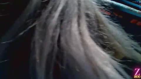 ZYA online show from 12-04-24, 01:36