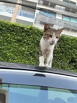 AngelinaTeller online show from 04-13-26, 12:27