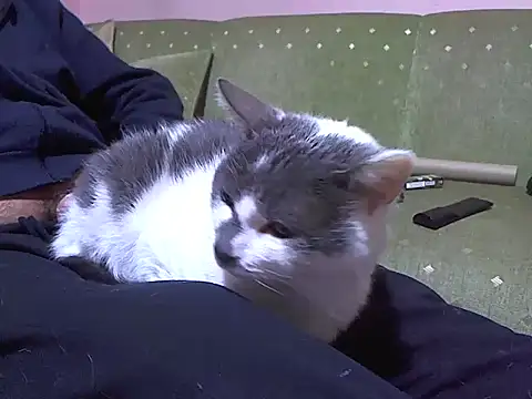 zormen355 online show from 04-04-26, 07:44