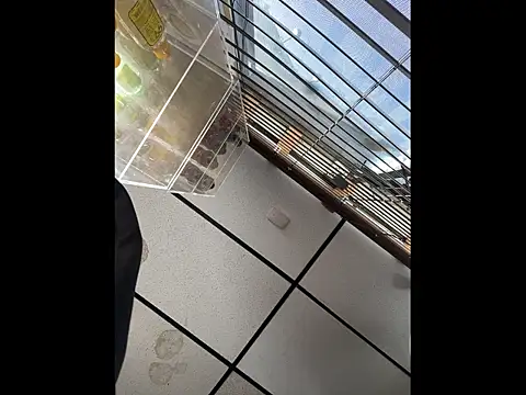 steelwood303 online show from 12-21-25, 07:54