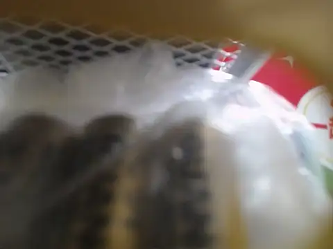 Lovensetest online show from 10-10-25, 03:05