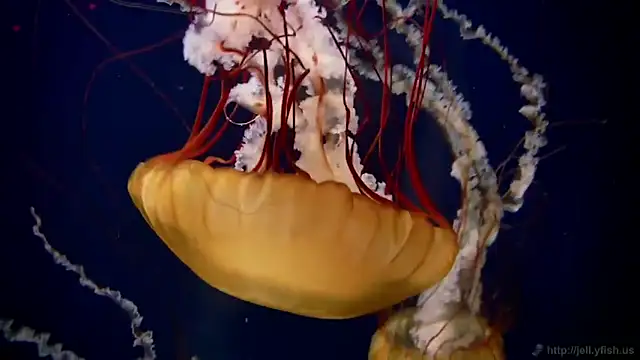 streamy test11 online show from 02-05-26, 10:20