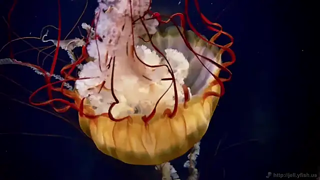 streamy test11 online show from 02-11-26, 02:11