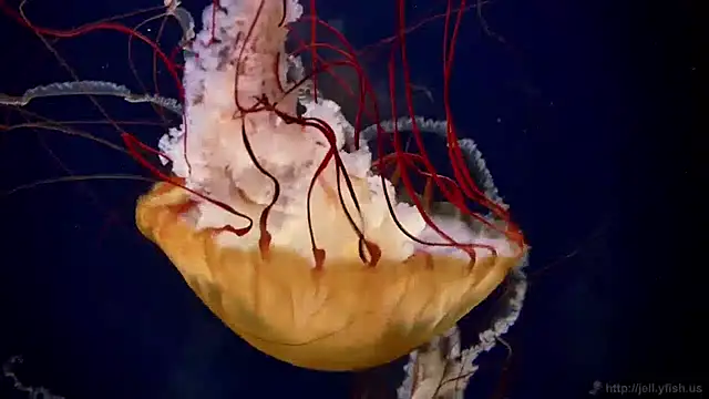 streamy test11 online show from 04-09-26, 10:42