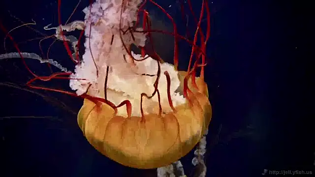 streamy test11 online show from 04-17-26, 06:38