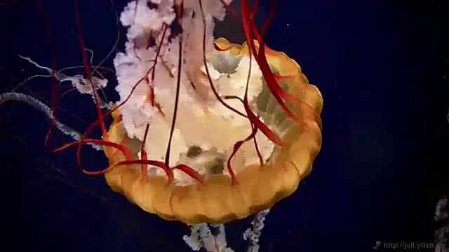 streamy test11 online show from 04-22-26, 02:51