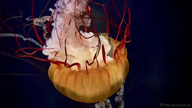 streamy test11 online show from 04-29-26, 12:42