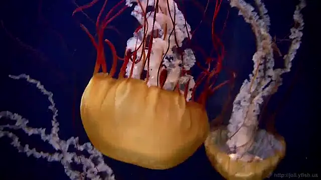 streamy test11 online show from 04-30-26, 08:53